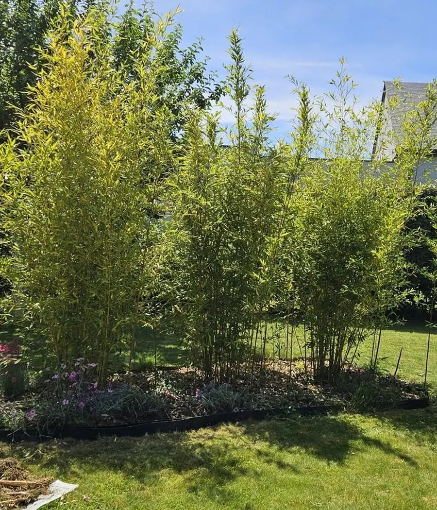 Massif de bambous planté en bordure de pelouse