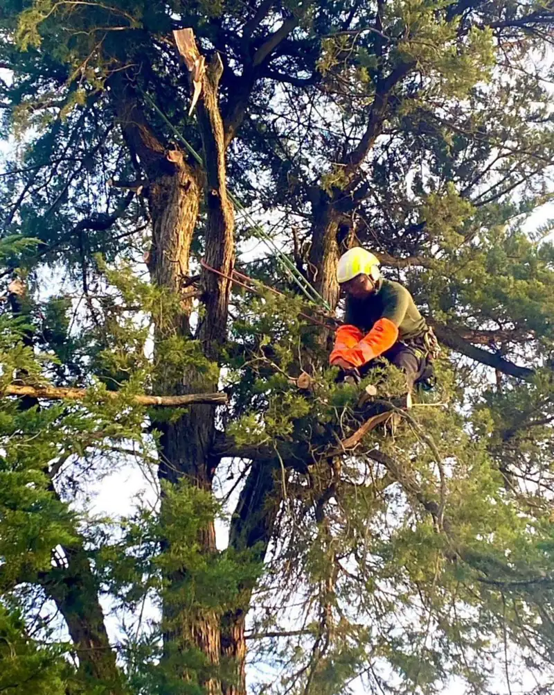 Grimpeur de Bambou Gers en démontage d'un grand conifère