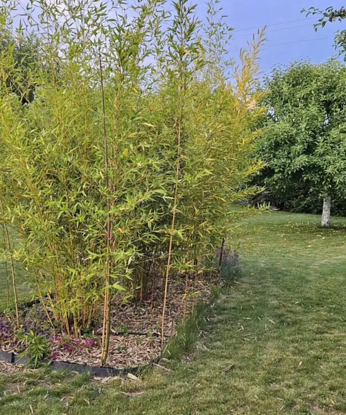 Bosquet de bambous planté en pleine terre