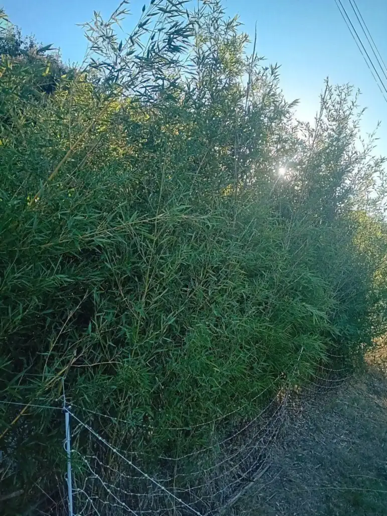Haie de Phyllostachys à taille adulte
